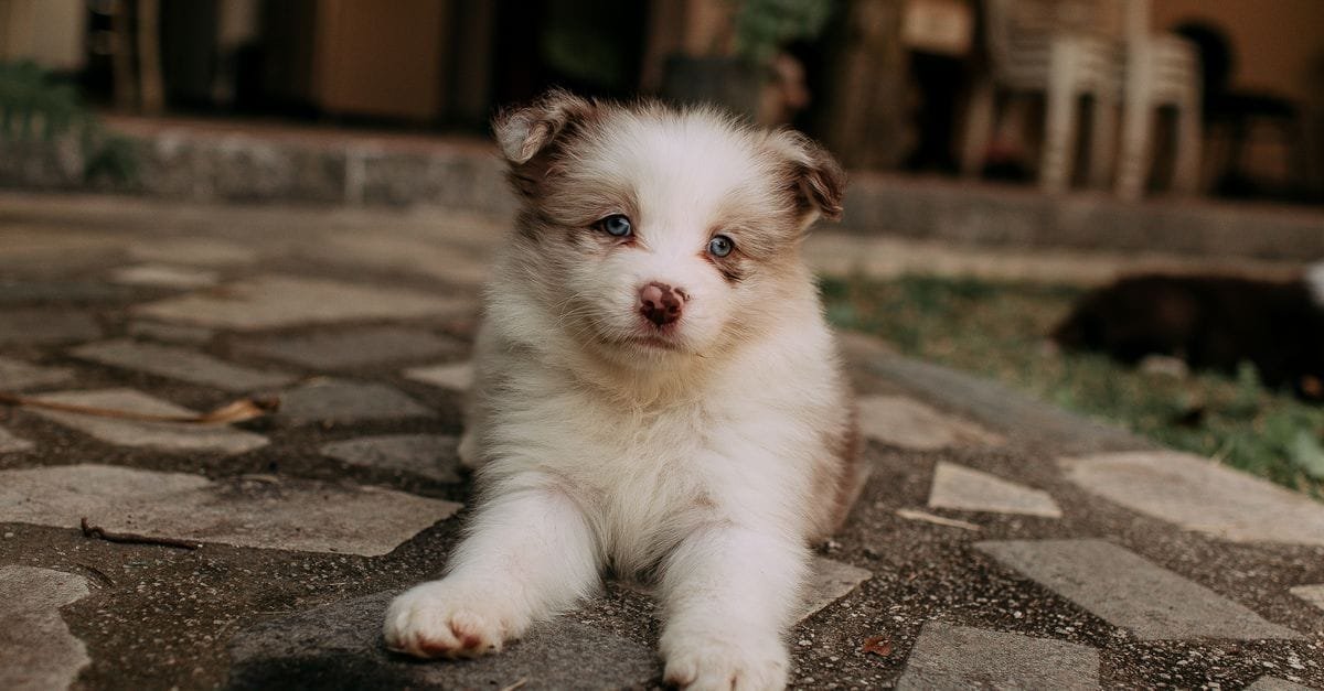 Potty Train A Puppy