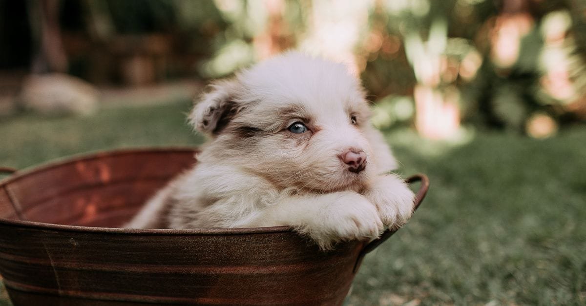 New Puppy Checklist