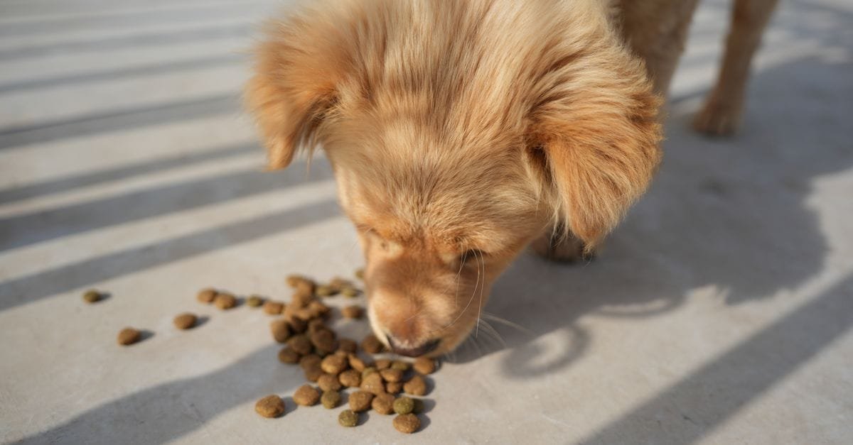 Puppy Food