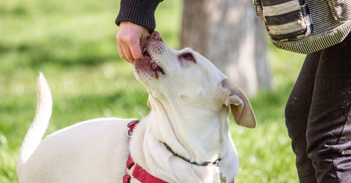 Training a dog with positive reinforcement
