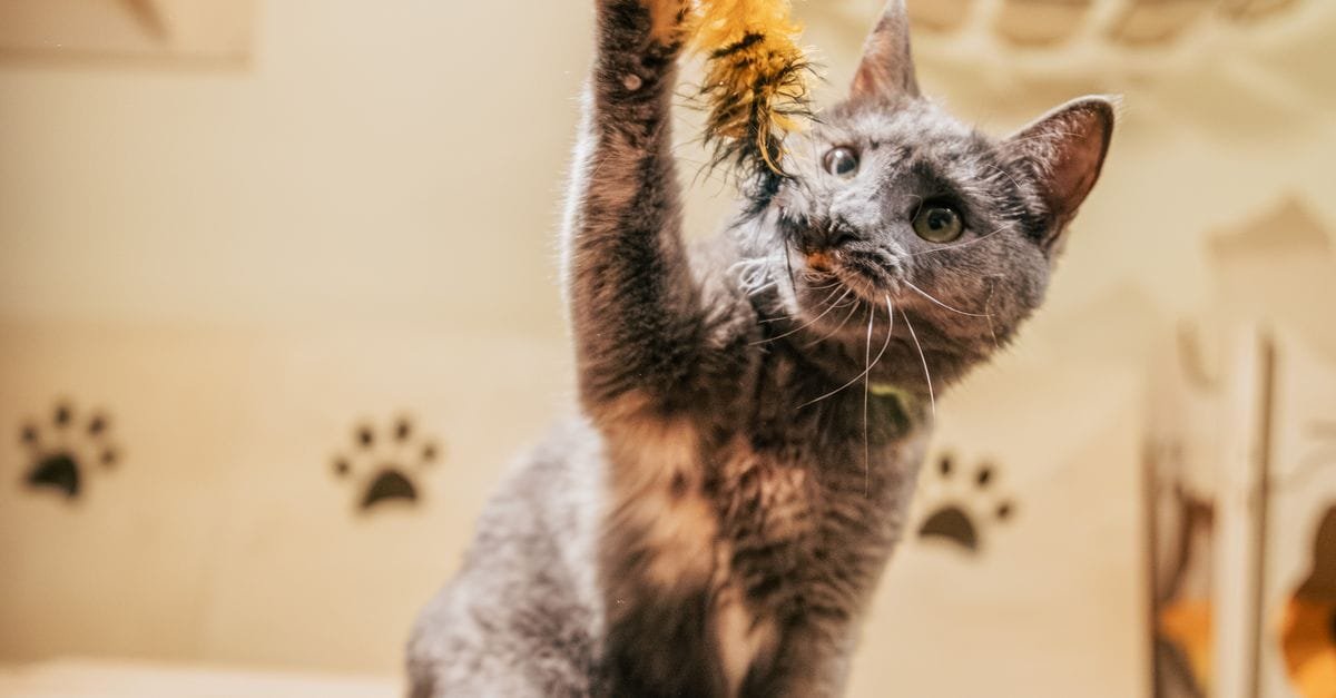 Indoor Cat Happy