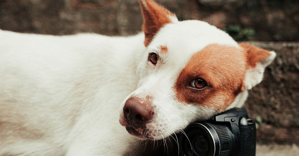 Pet Camera