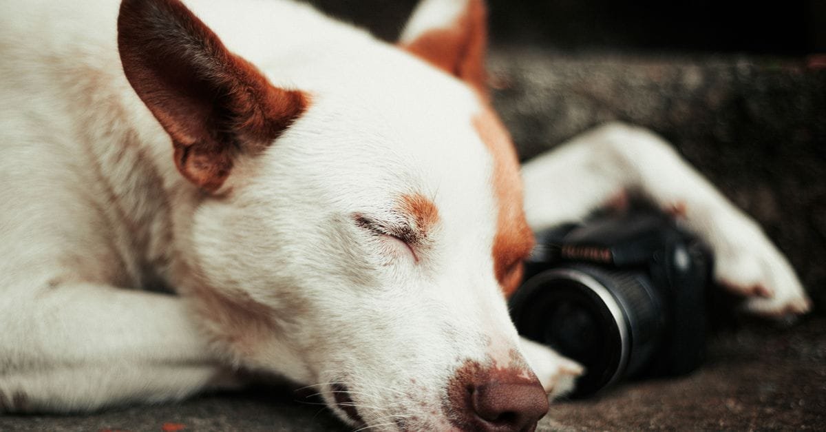 Pet Camera