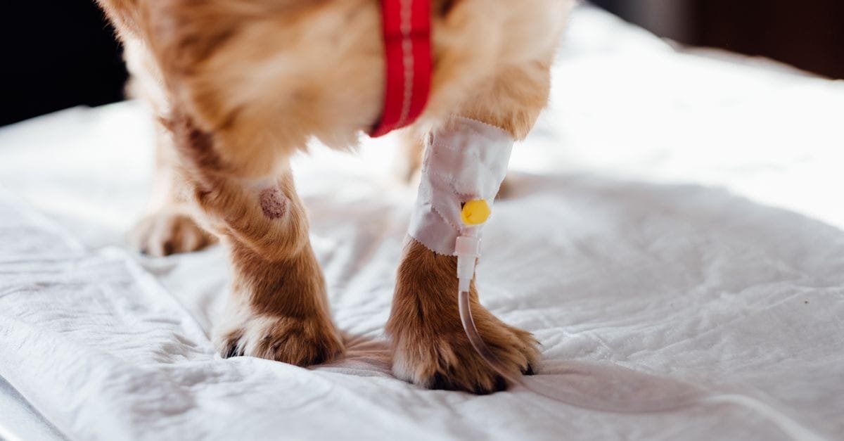 Most Common Signs Of Illness In Pets