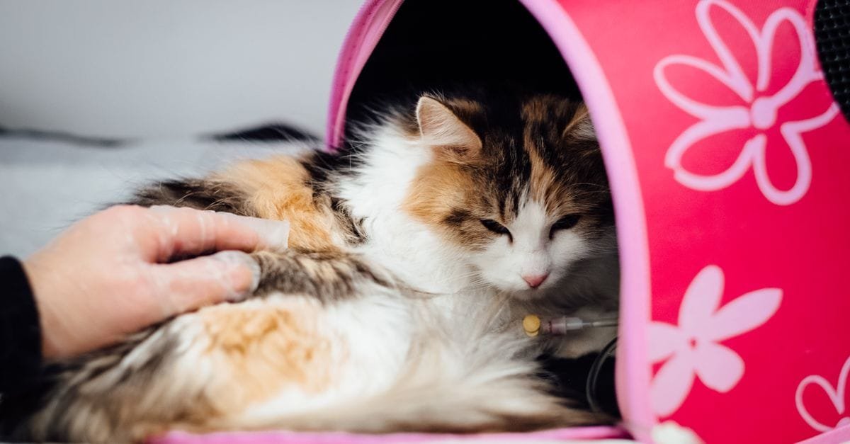 Most Common Signs Of Illness In Pets