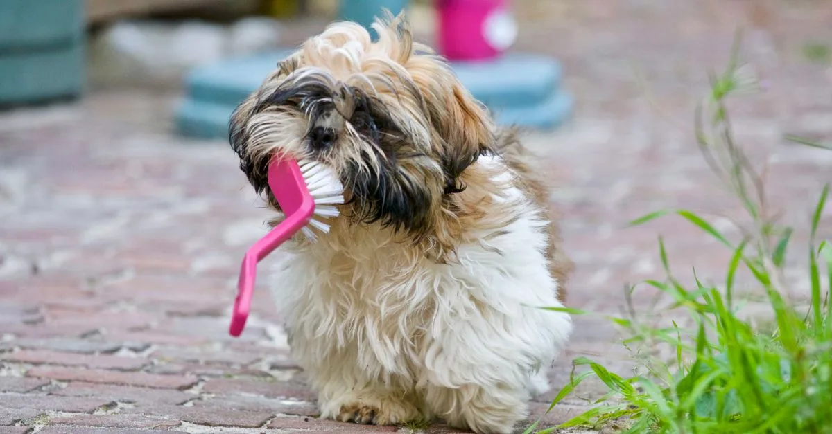 Brush Dog'S Teeth