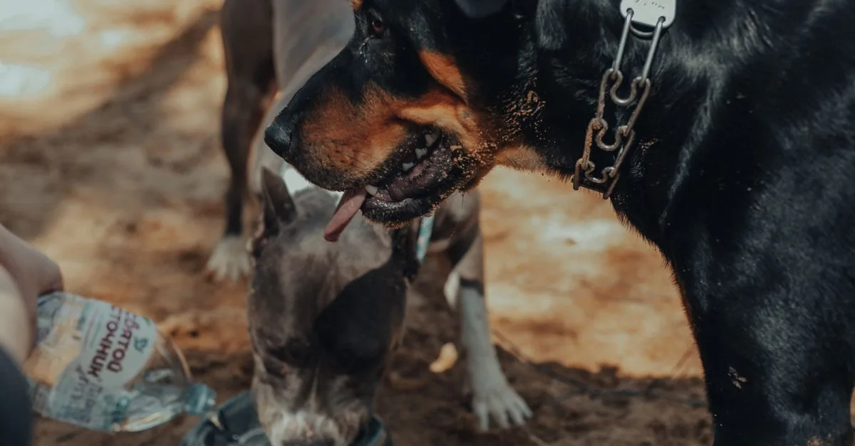 How Much Water Should A Dog Drink