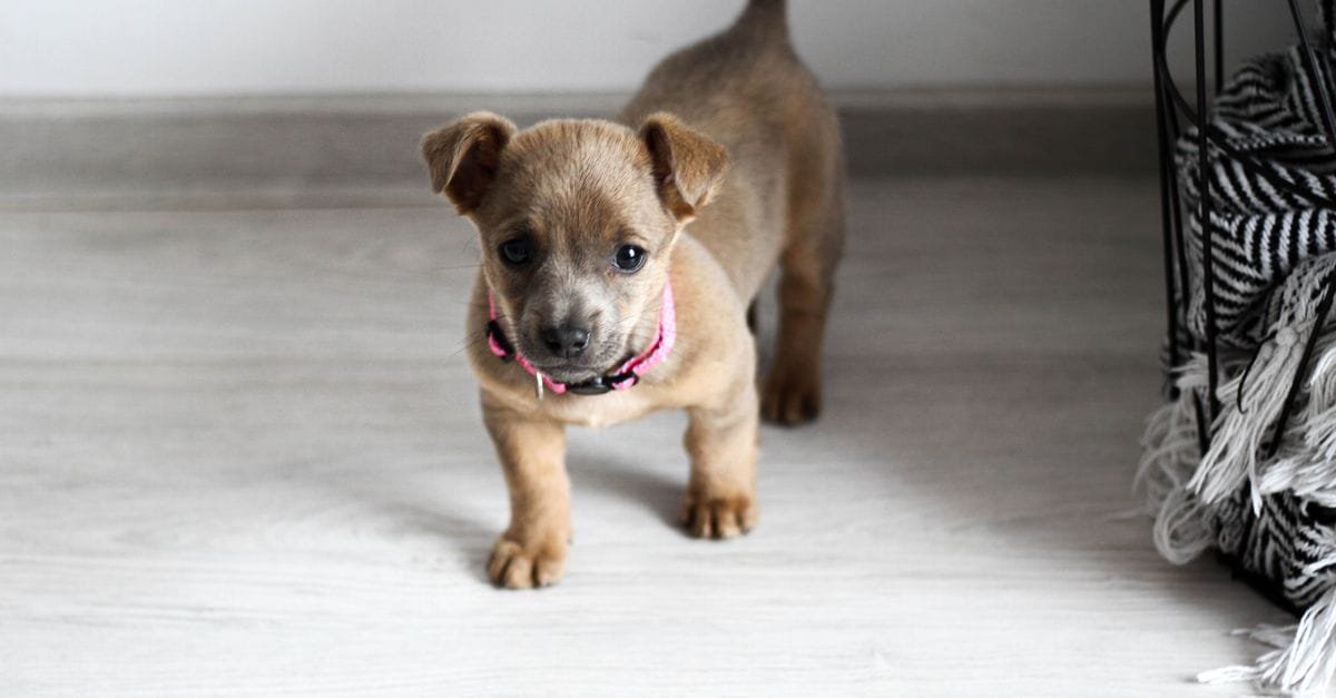 New Puppy Checklist