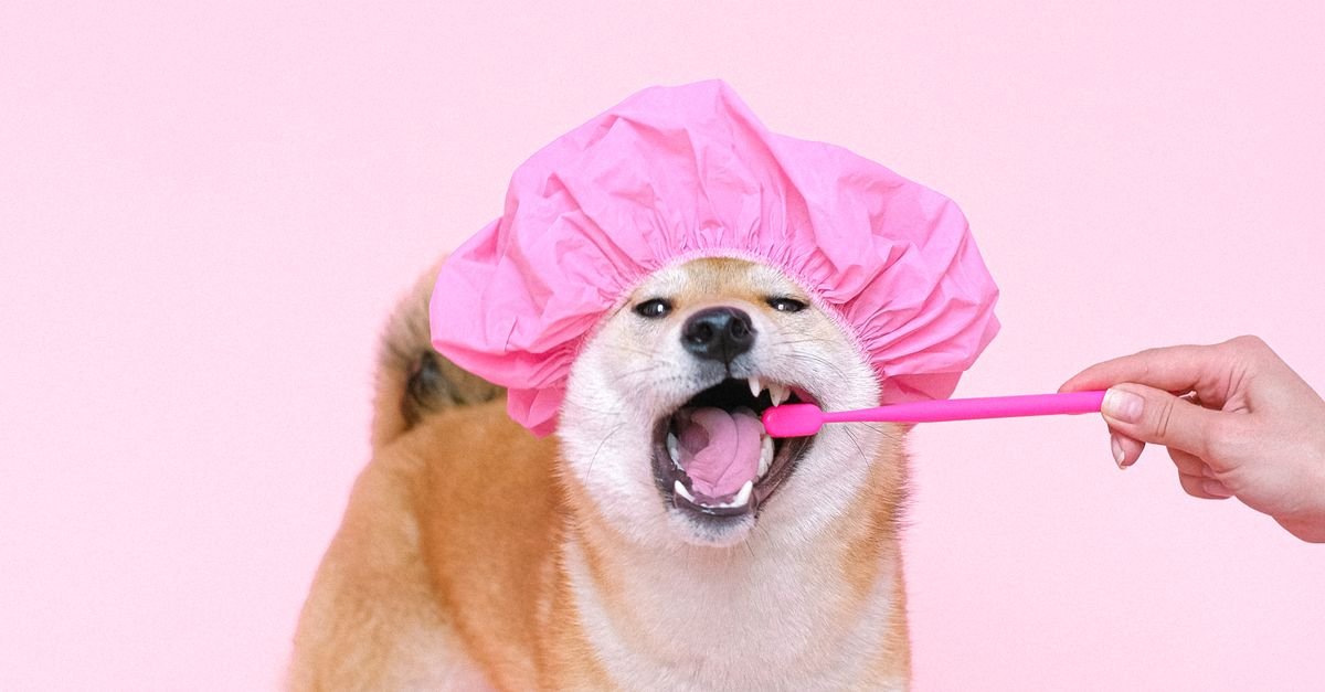 Brush Dog'S Teeth