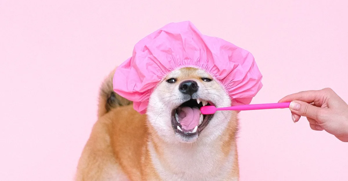 Brush Dog'S Teeth