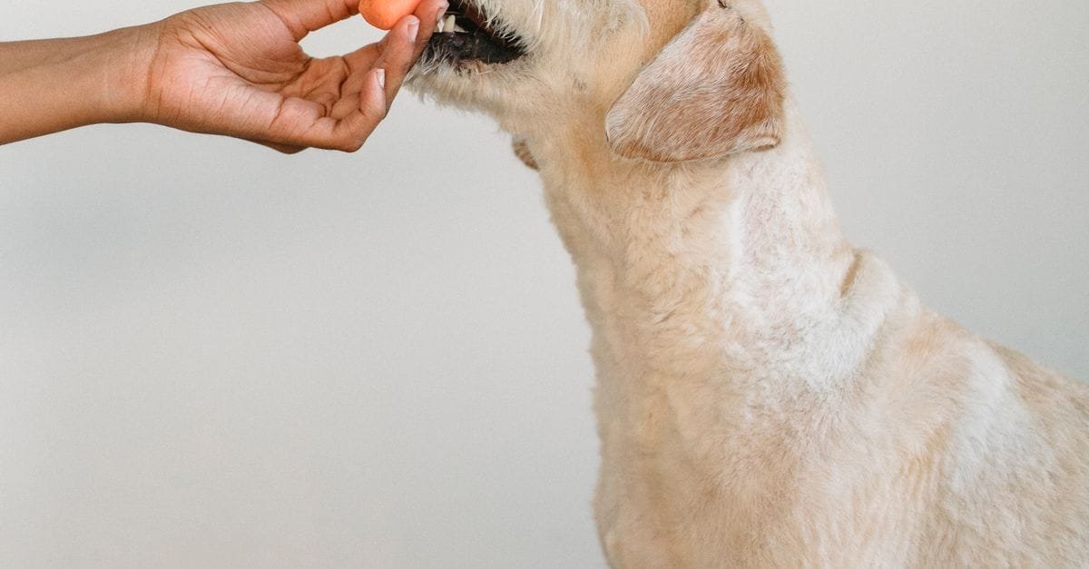 Human Foods Dogs Can Eat