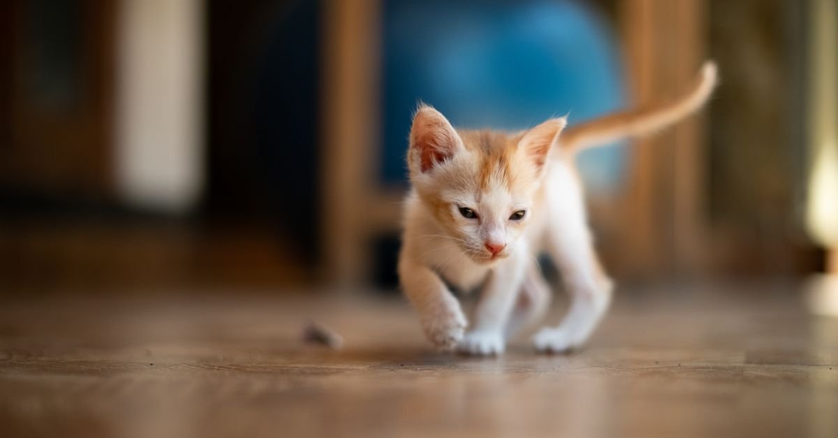 A curious kitten exploring