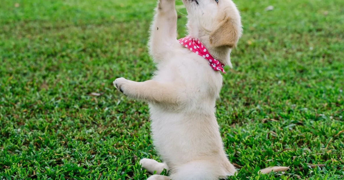 Puppy Care