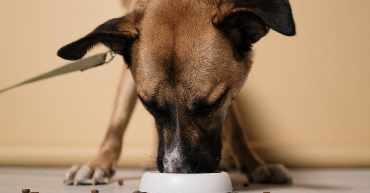 How Much Feed Dog