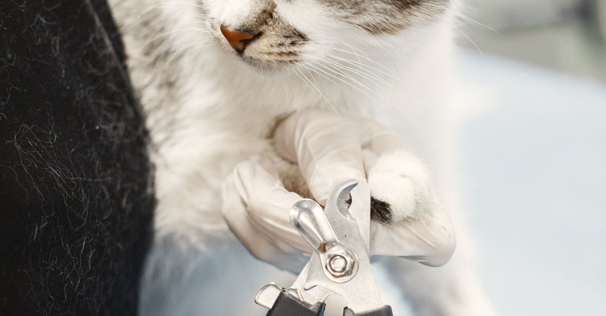 Cat Grooming Gloves