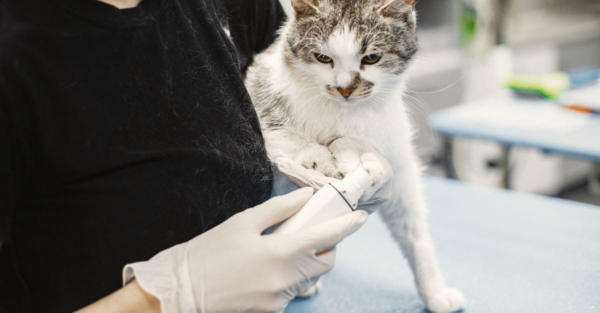 Cat Grooming Gloves