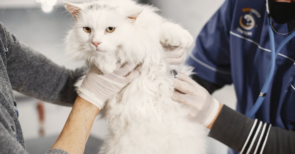 Cat Grooming Gloves