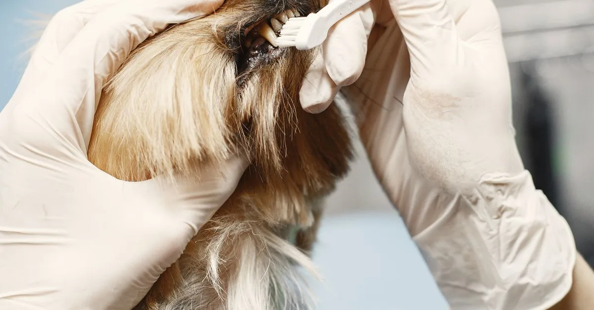 Brush Dog'S Teeth