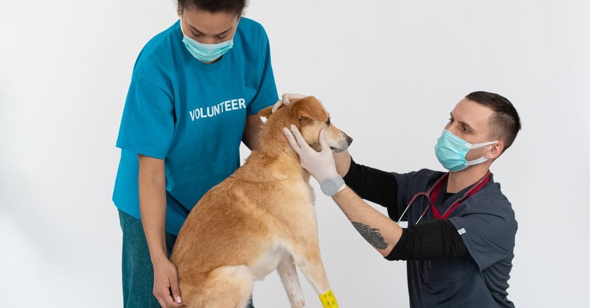 Pet Care