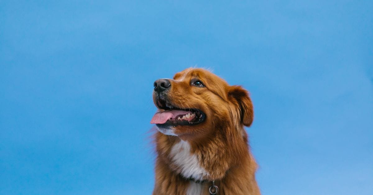 Dog Dna Tests