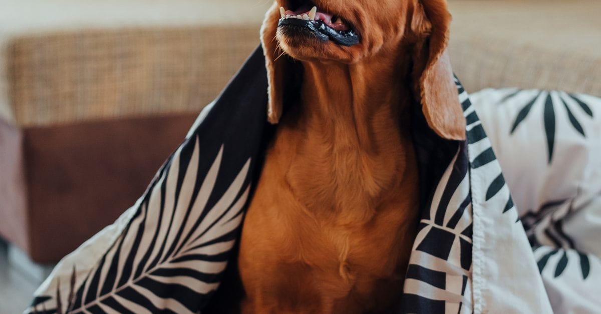 Calming Aids Anxious Dogs