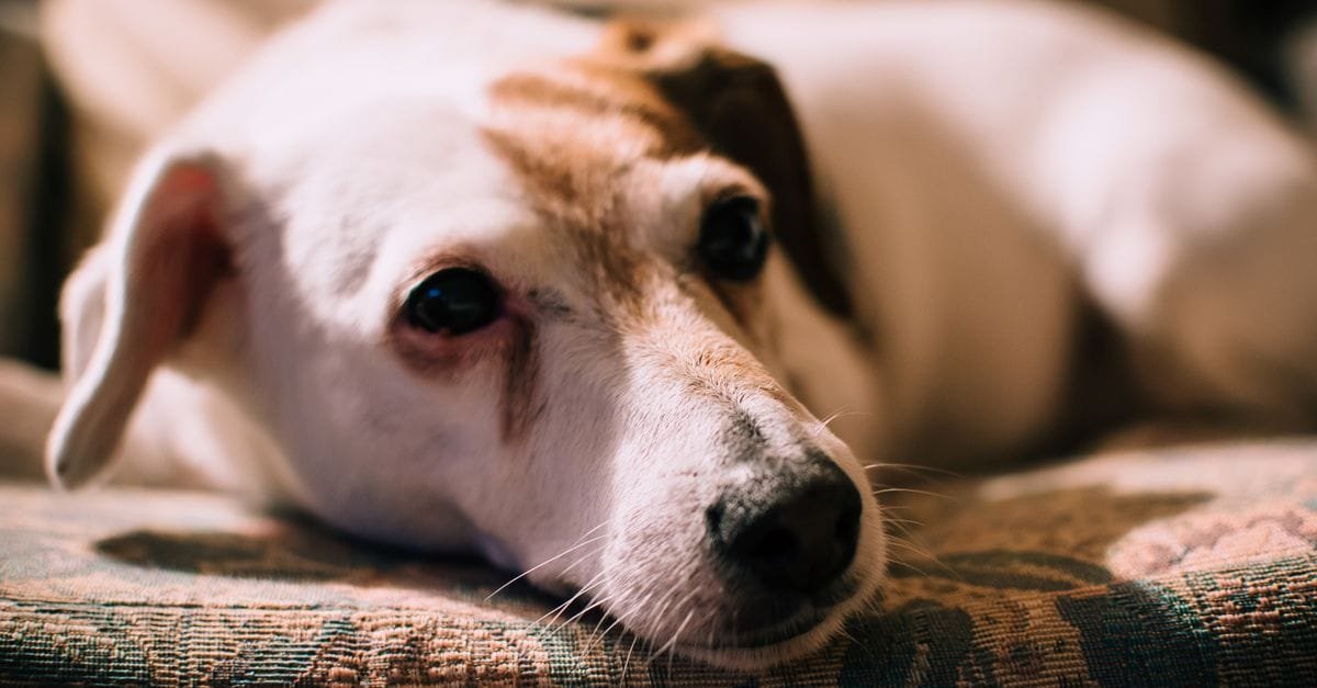 Tell If Dog Is In Pain