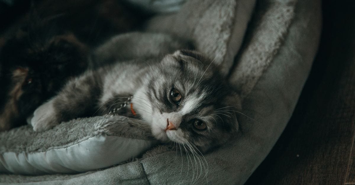 Cat Bed