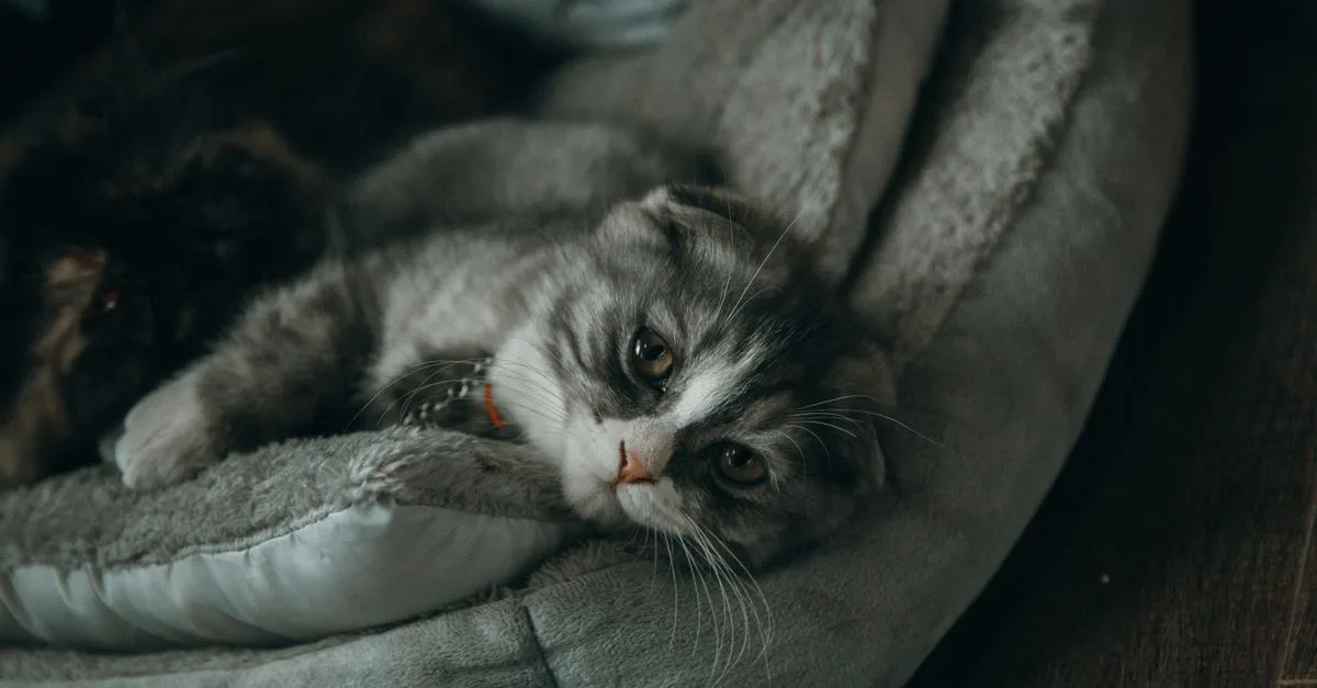 Cat Bed