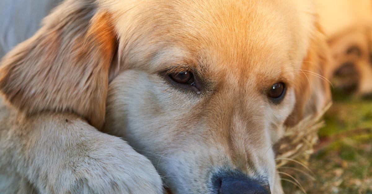 Dog Dental Chews