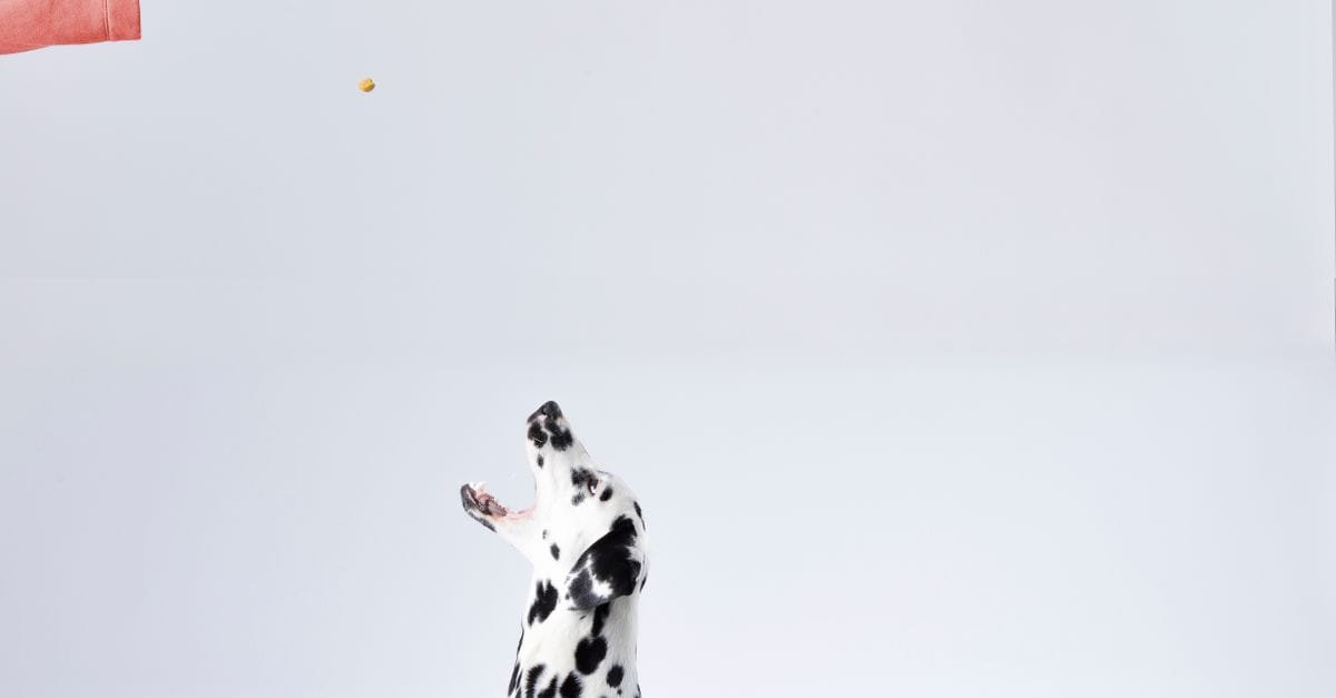 Dog Training Treats