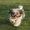 puppy care guide