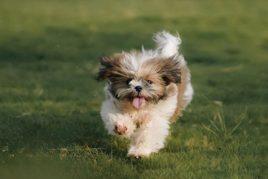puppy care guide