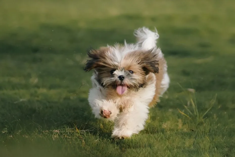 puppy care guide