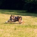 Happy dog playing fetch with a tennis ball launched across the park