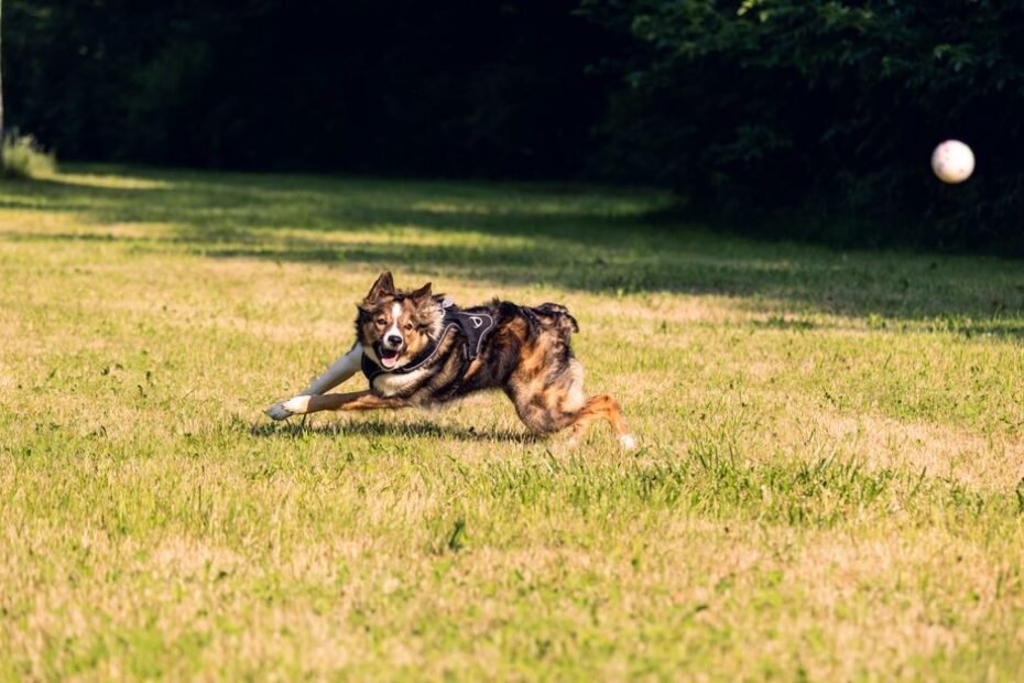 Happy dog playing fetch with a tennis ball launched across the park
