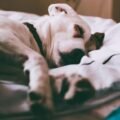 Dog resting on comfortable orthopedic bed, relaxed sleep
