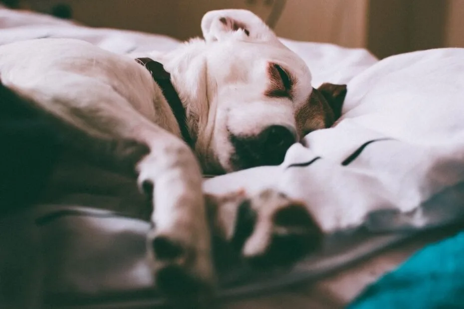Dog resting on comfortable orthopedic bed, relaxed sleep
