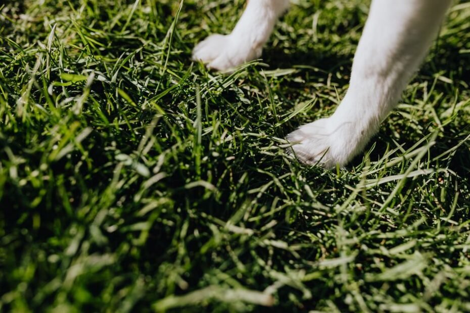 Dog outdoors with protected paws ready for a walk in dog boots