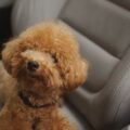 Dog safely secured in the back seat of a car for travel