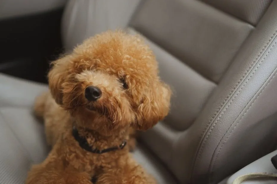 Dog safely secured in the back seat of a car for travel