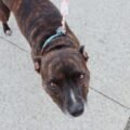 Dog wearing collar and leash during comfortable walk