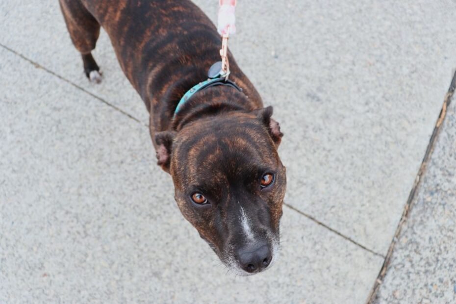 Dog wearing collar and leash during comfortable walk