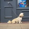Dog waiting by the door to ring the potty training bell