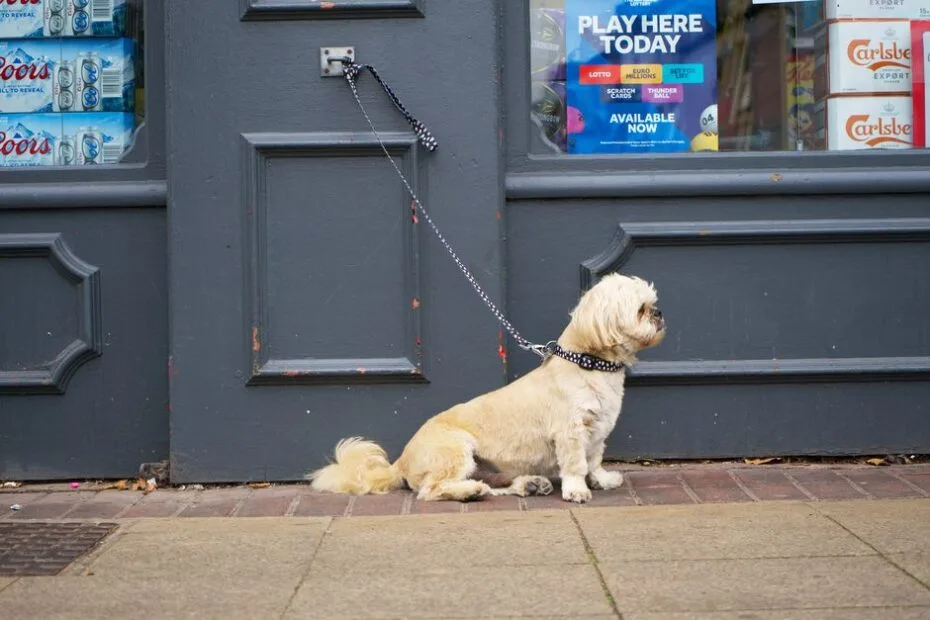 Dog waiting by the door to ring the potty training bell