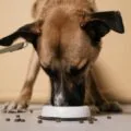 Dog eating kibble from a bowl