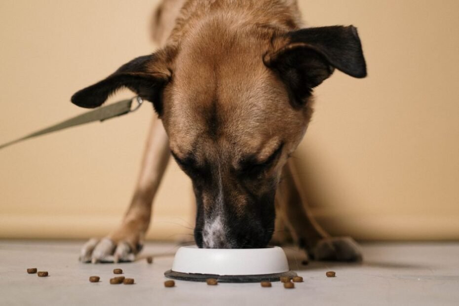Dog eating kibble from a bowl