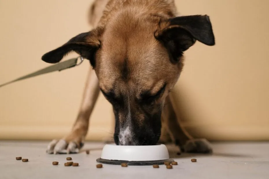 Dog eating kibble from a bowl