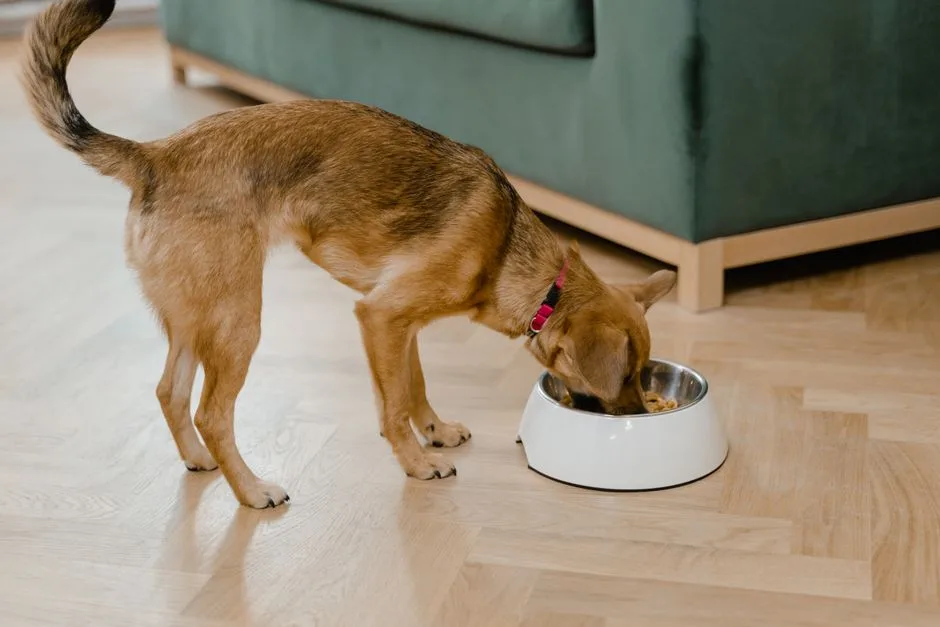 A dog happily eating kibble from a bowl at home