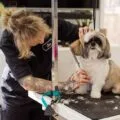 Groomer trimming a small dog on a grooming table with clippers and scissors