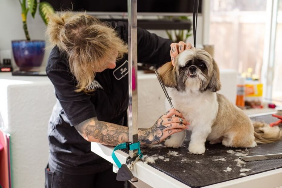 Groomer trimming a small dog on a grooming table with clippers and scissors